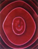 MG - Beet